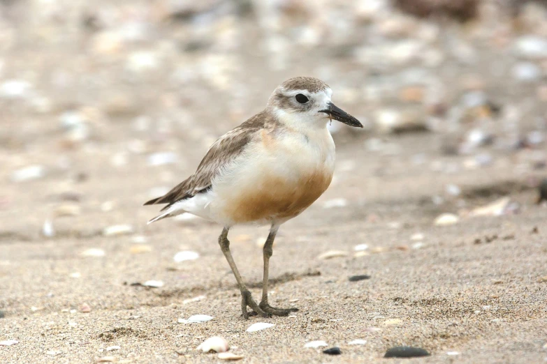 a bird with one leg standing in sand