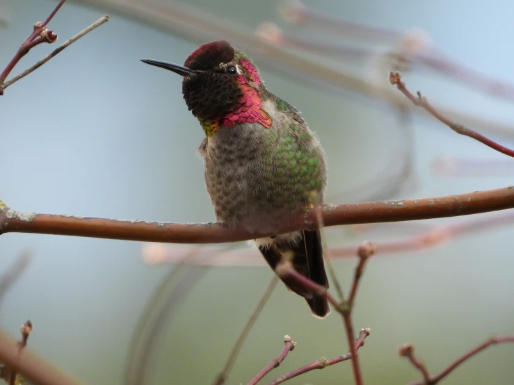 a hummingbird sits on the tree limb with the flowers