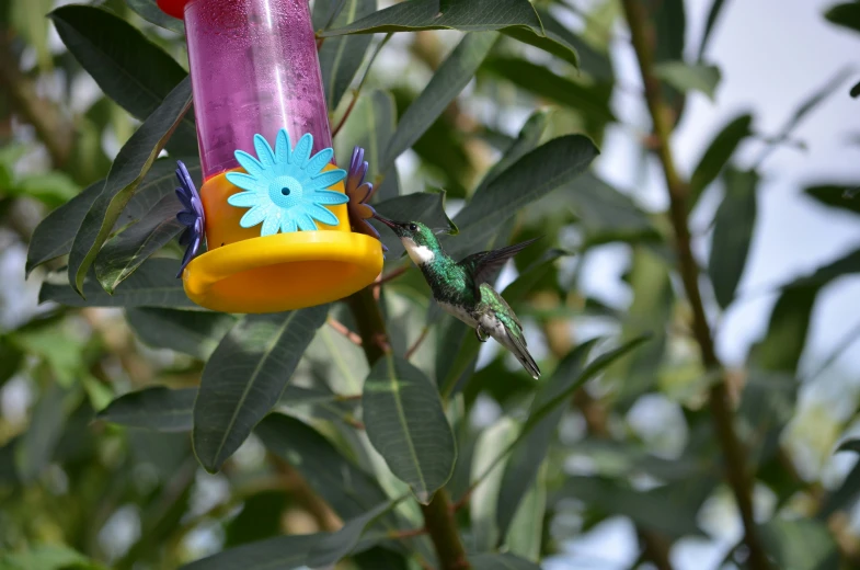 the bird is perched next to the colorful feeder