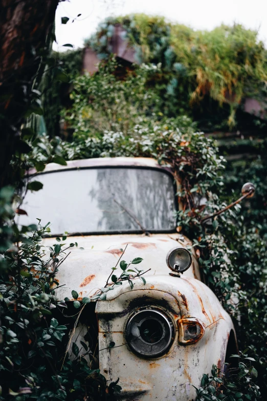 old rusty car that has been abandoned and overgrown