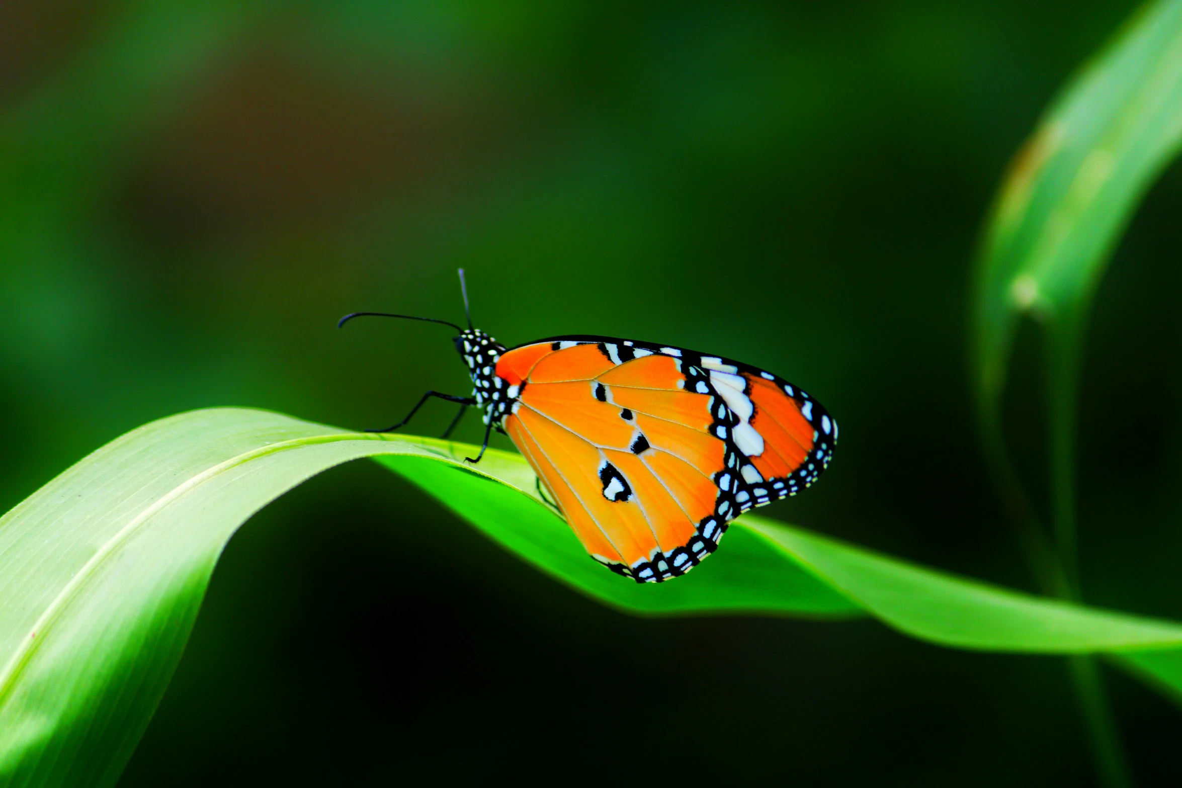 an orange and black erfly sits on a green leaf