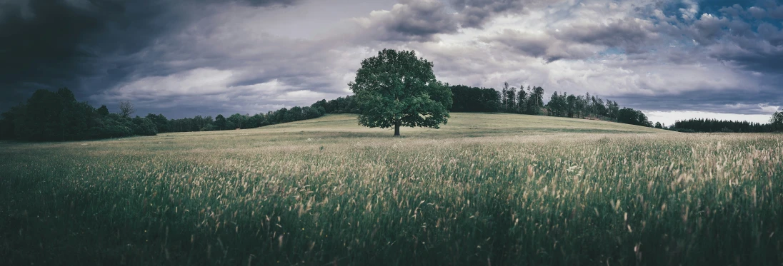 the lone tree is standing on the hill