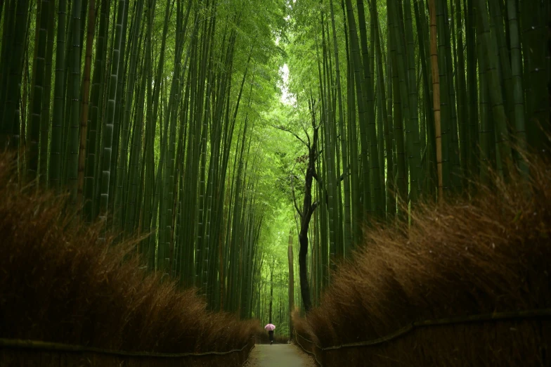 a person standing in a forest of tall green trees