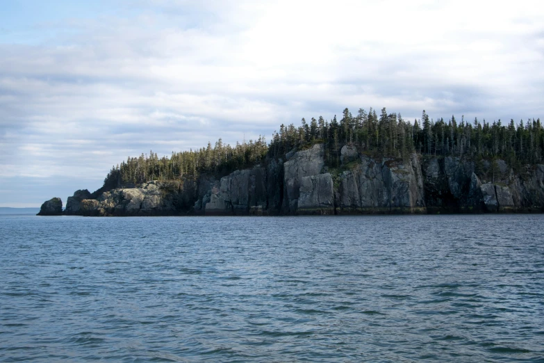 a group of trees growing on a rocky shoreline