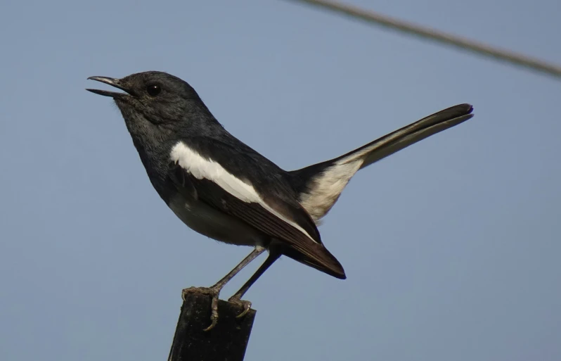 there is a bird with a long beak on a pole