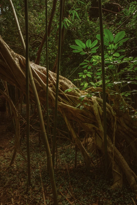 the lush green jungle is covered with roots