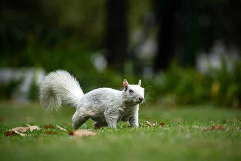 the doll animal is on the green grass