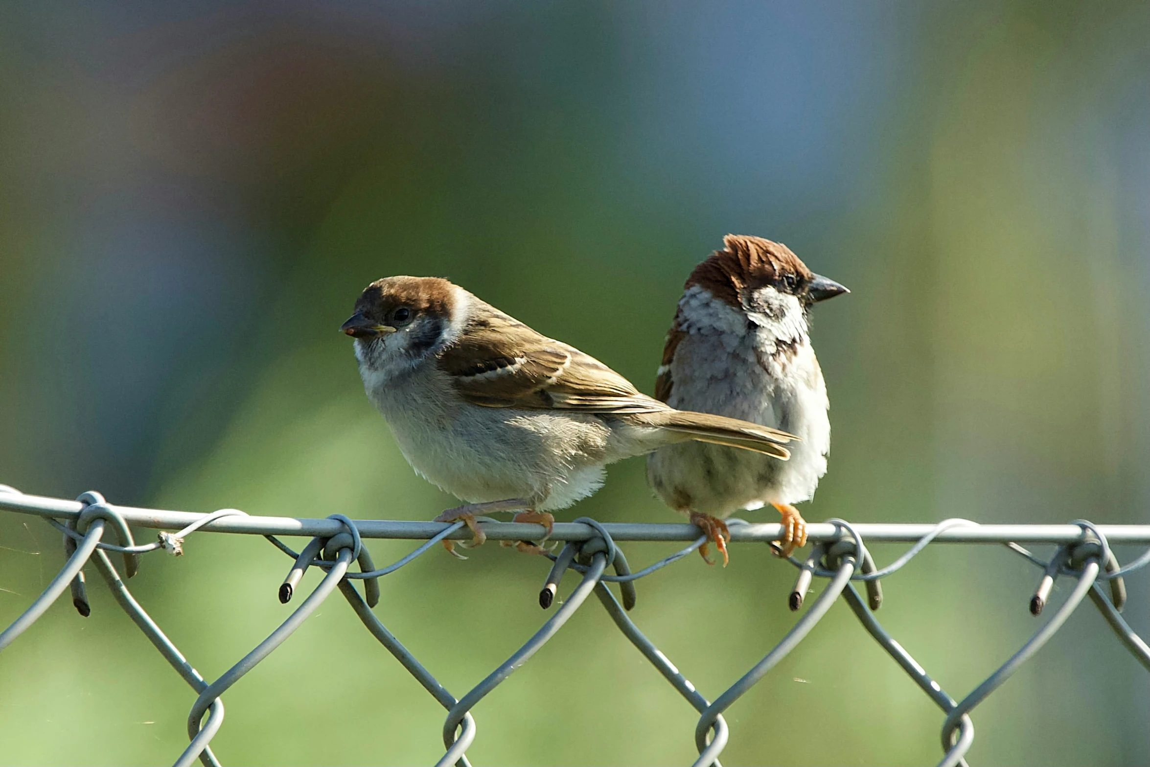 two sparrows are perched on the barb wire fence