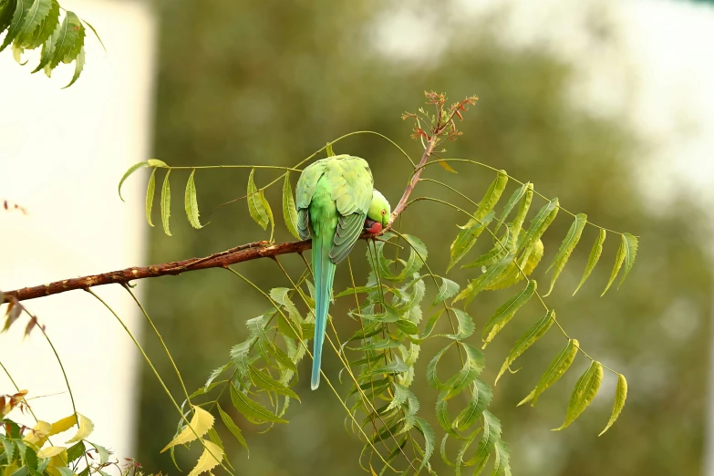 a green parrot perched on top of a nch