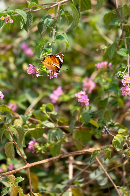 a small erfly is resting on a pink flower