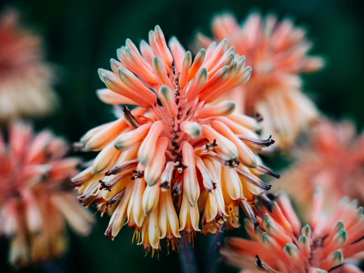 some very pretty flowers near one another