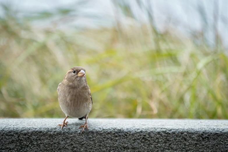 small brown bird standing in front of an open sky