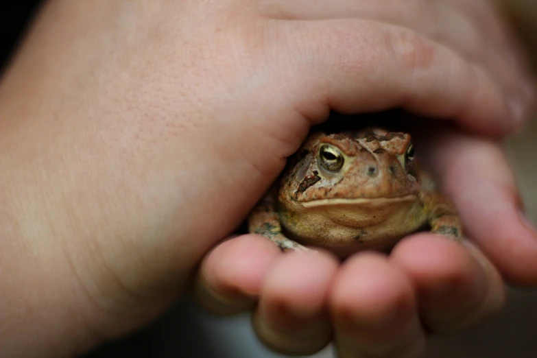 a little brown frog sitting on top of its owner's hand