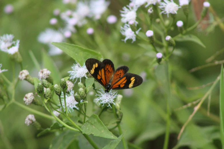 the erfly is resting on the white flowers