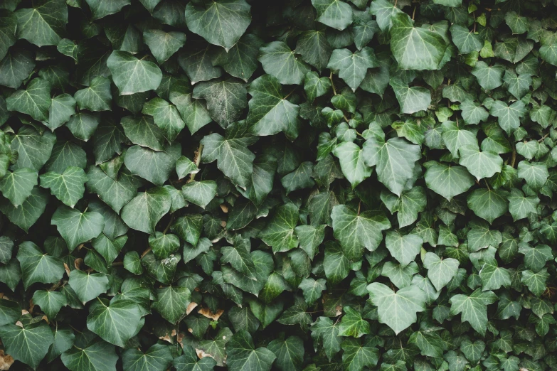 a wall filled with lots of green leaf covered plants