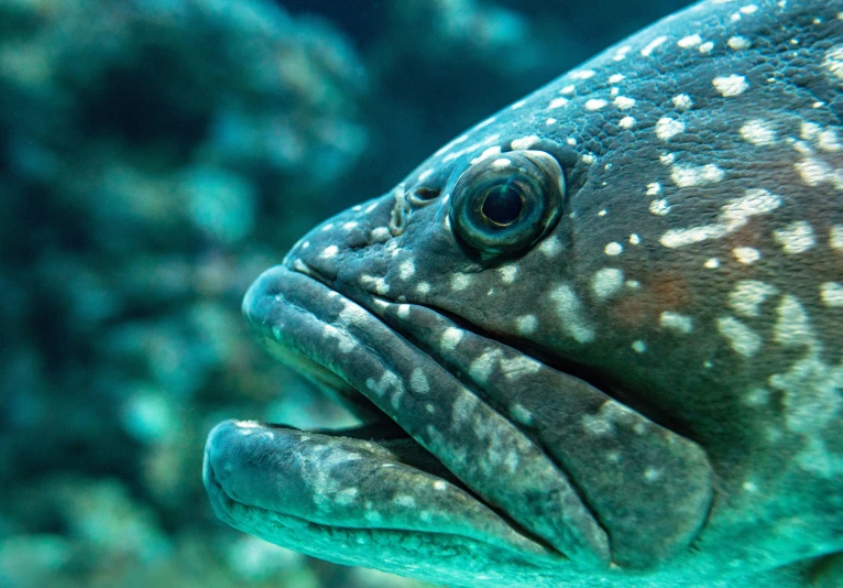 close - up of a fish's face showing its bulging eyes