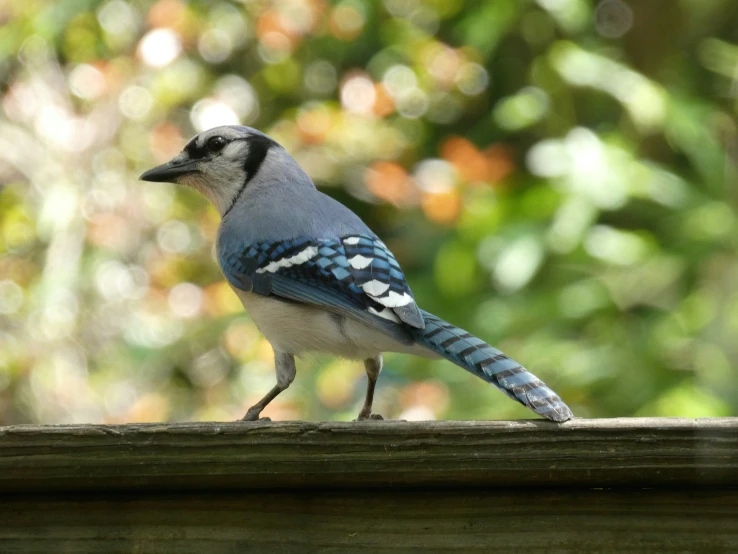 a blue jay stands on the edge of a fence
