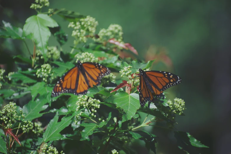 three monarch erflies sitting on a green leafy plant