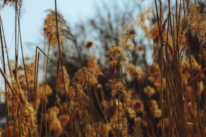 several large, thin leaves with brown plants growing out of them