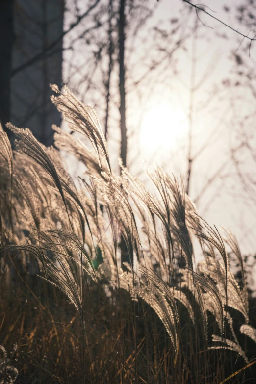 a sun glares on dry grasses and some trees