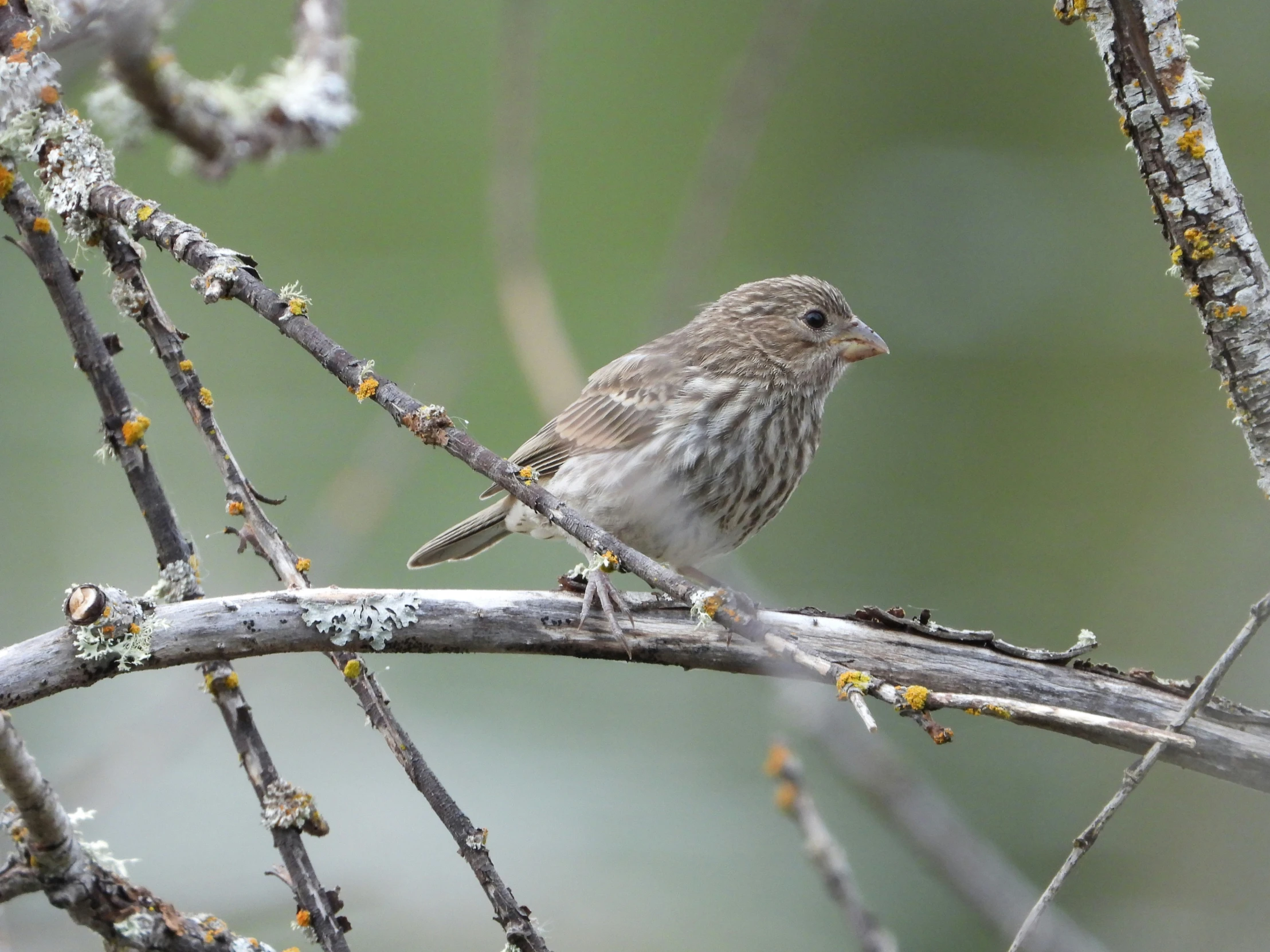 a brown bird sitting on top of a tree nch