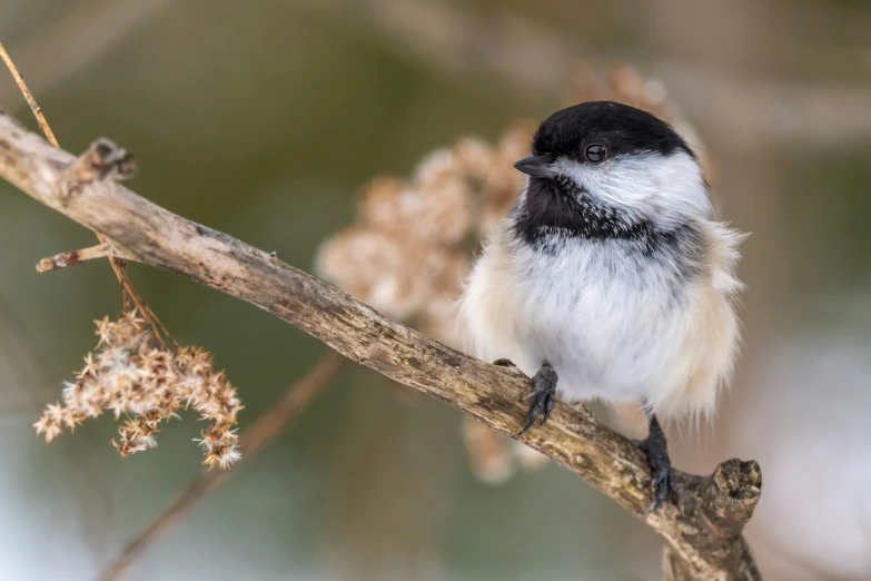 a small bird is sitting on a nch