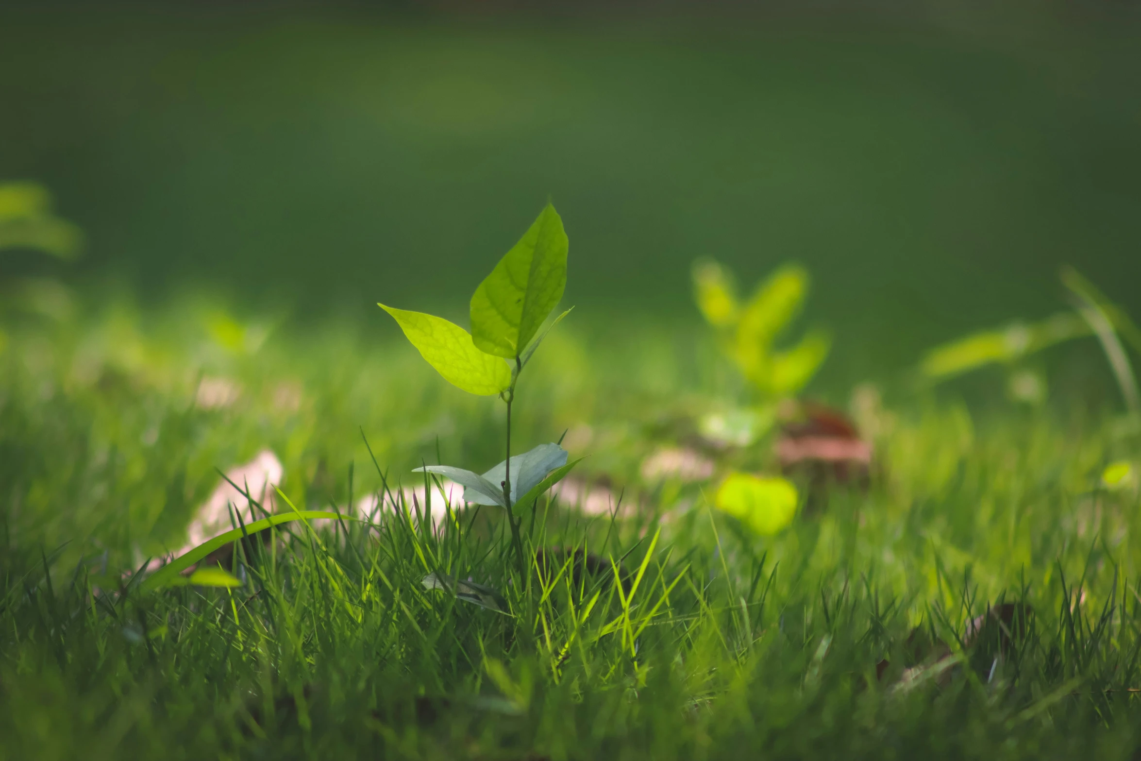 small green leaf on grass in front of a blurry background