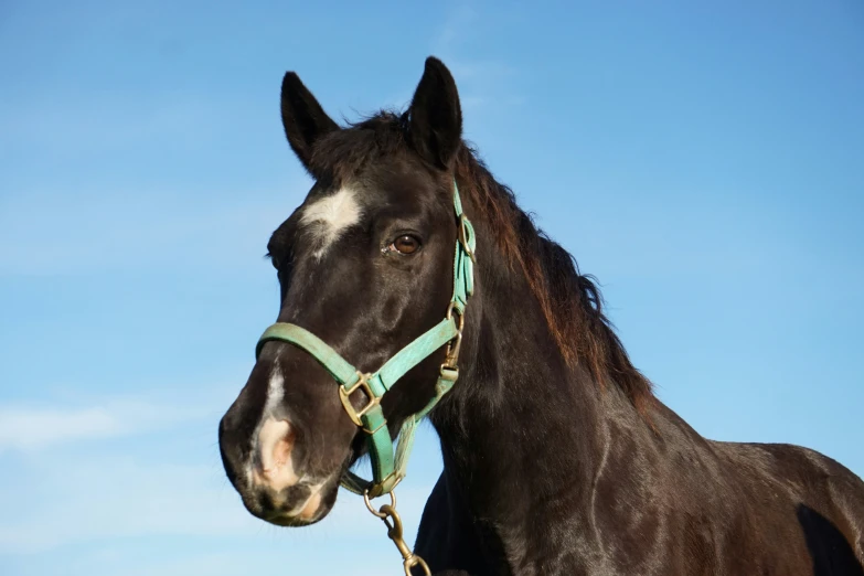 a brown and black horse with a light blue sky background