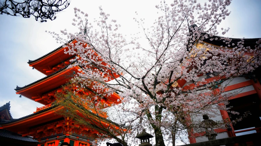 blossoming trees in front of a building under a cloudy sky