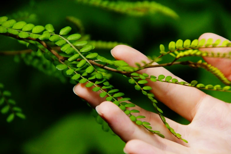 a person is holding leaves that are in the palm