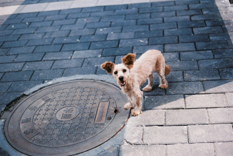 a dog that is standing in the dirt near a manhole