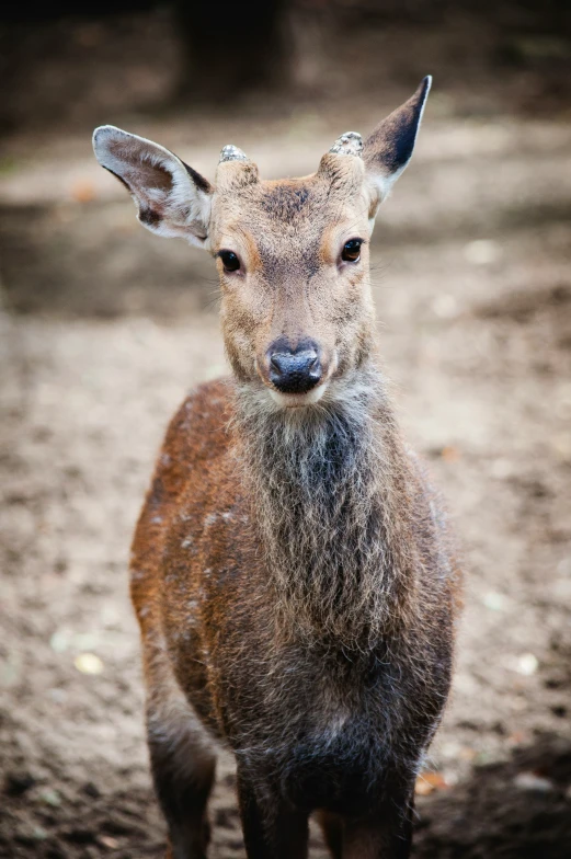 a small deer with an alert look at the camera