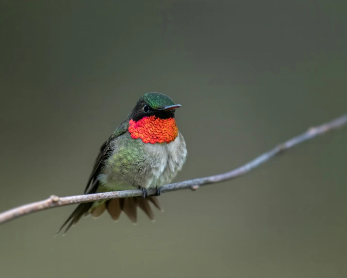 small, brightly colored bird sitting on a nch