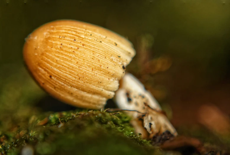 two bugs with long antennae on green moss