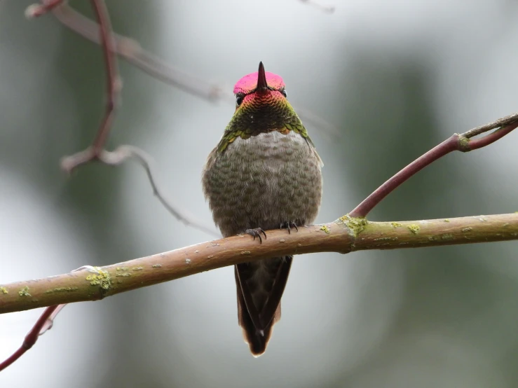 this is a bird sitting on a tree nch