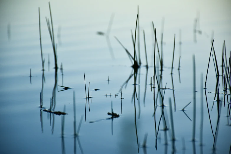 plants floating in the water with one in it