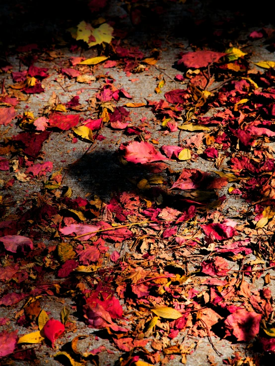 bird among the leaves on the ground in the night