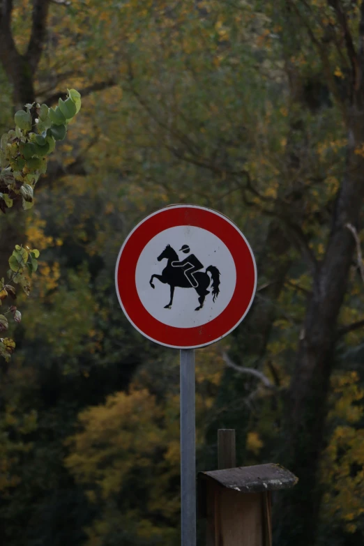 a picture of a horse running on the road