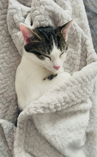a white cat sleeps wrapped in a blanket