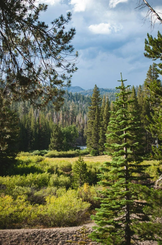 a field filled with tall green trees and a forest