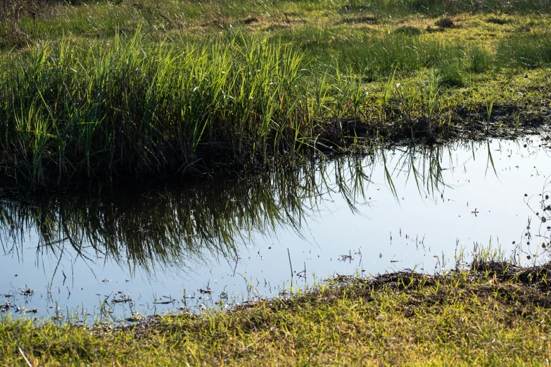 two cows walking near a body of water