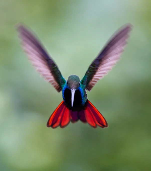 a colorful bird is flying high up in the sky