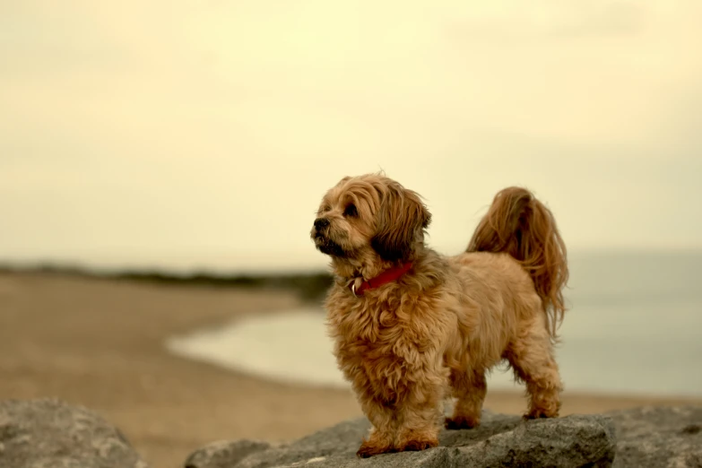 a dog stands on rocks near the water