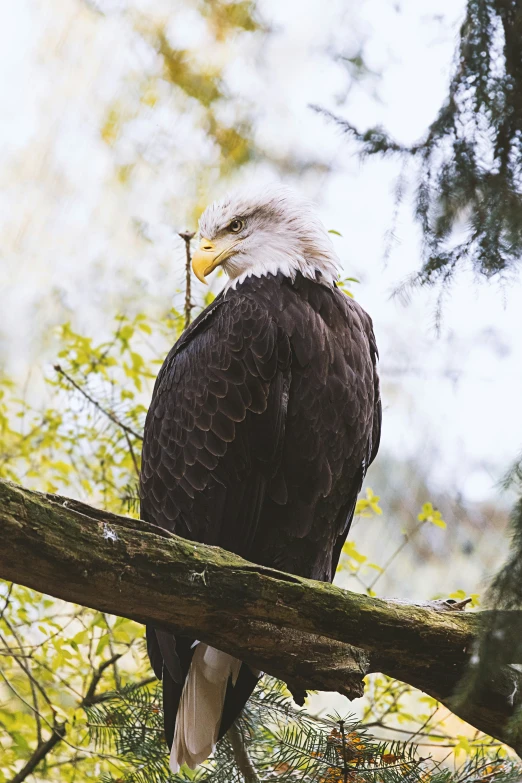 a bald eagle perched on a tree nch