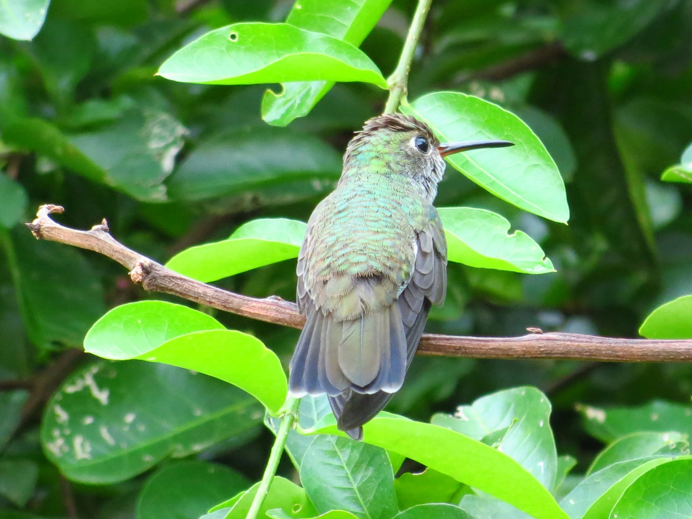 a humming bird sitting on a nch surrounded by leaves