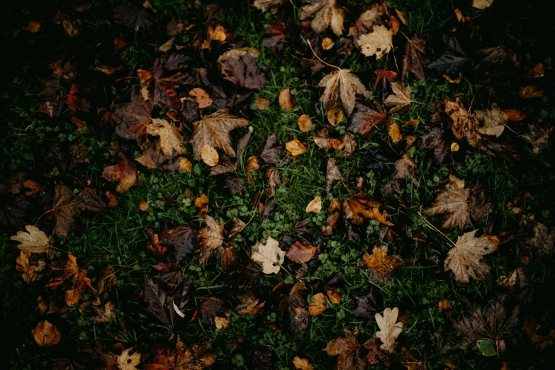 a group of leaves lying on the ground