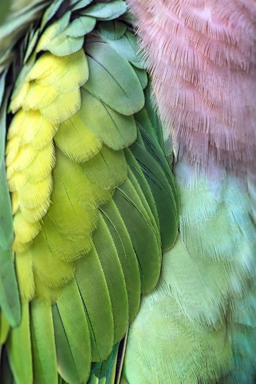 this is a closeup of a green bird