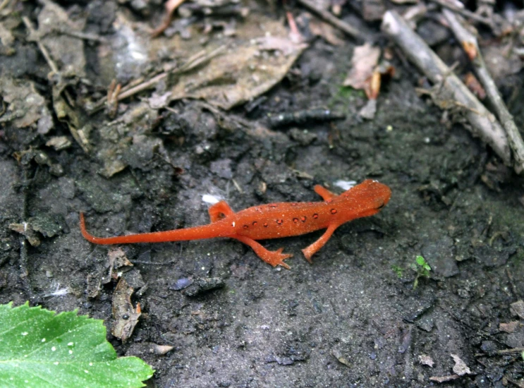 a very small red and brown lizard sitting on the ground