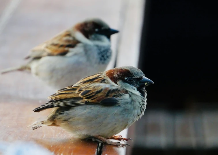 two birds are sitting on the edge of the table