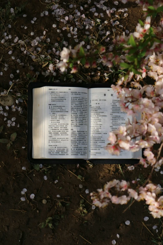 an open bible with many pages spread out in front of some flowers